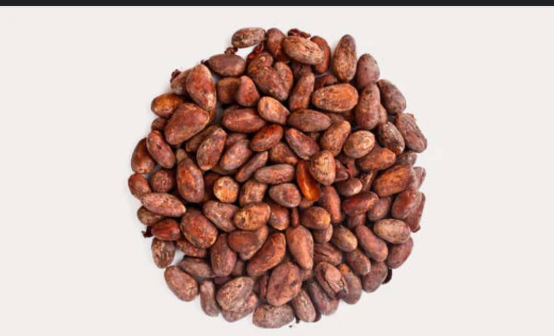 Haricots de cacao